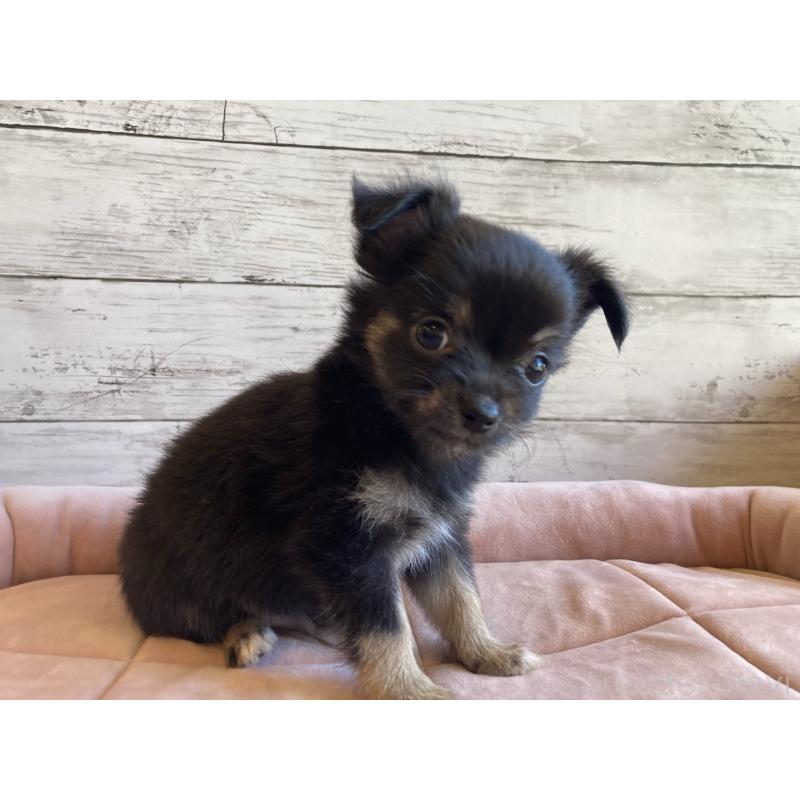 販売中の北海道のミックス犬-400905の2枚目