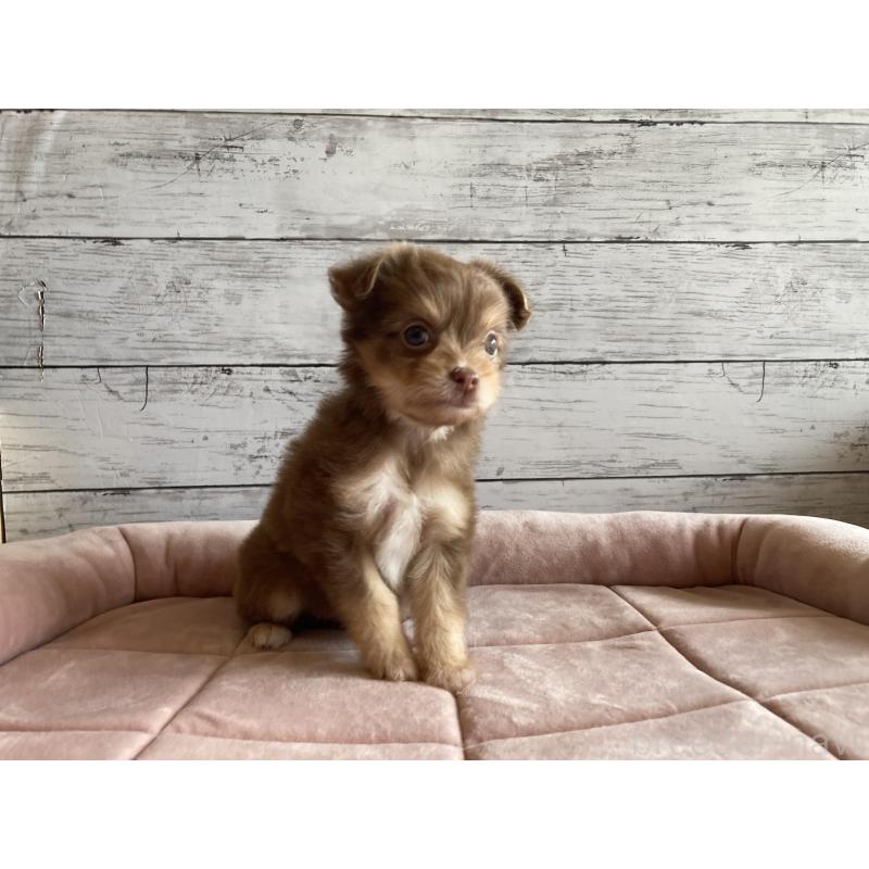 販売中の北海道のミックス犬-400911の5枚目