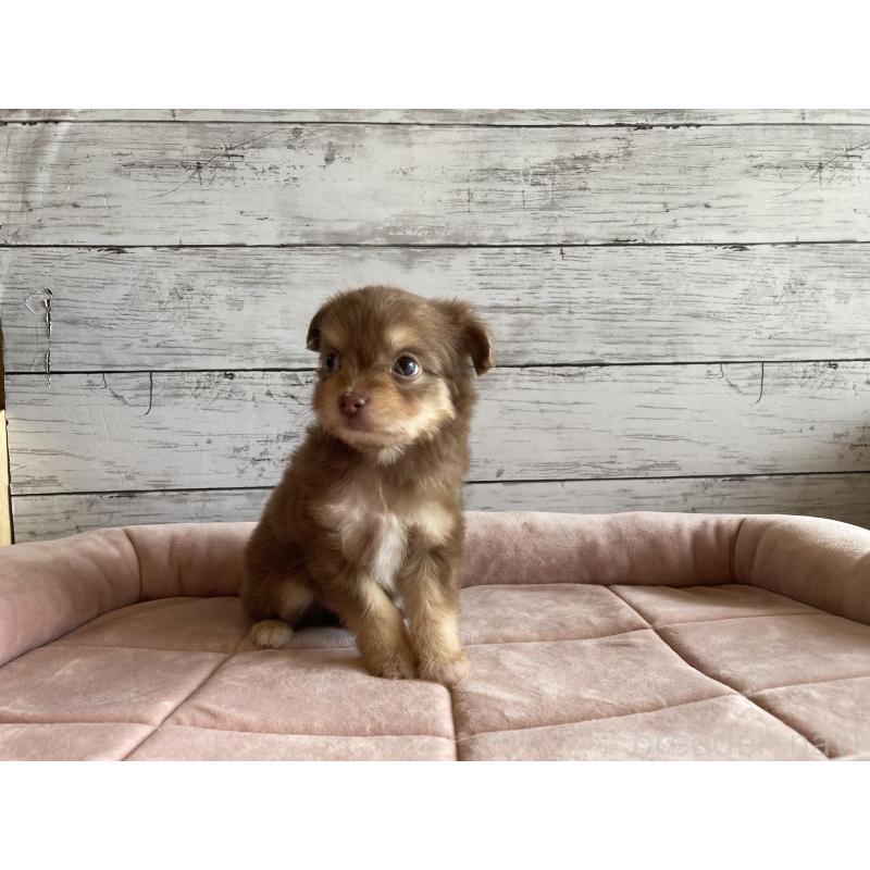 販売中の北海道のミックス犬-400911の3枚目