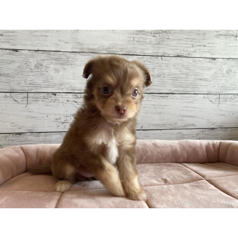 販売中の北海道のミックス犬-400911の2枚目