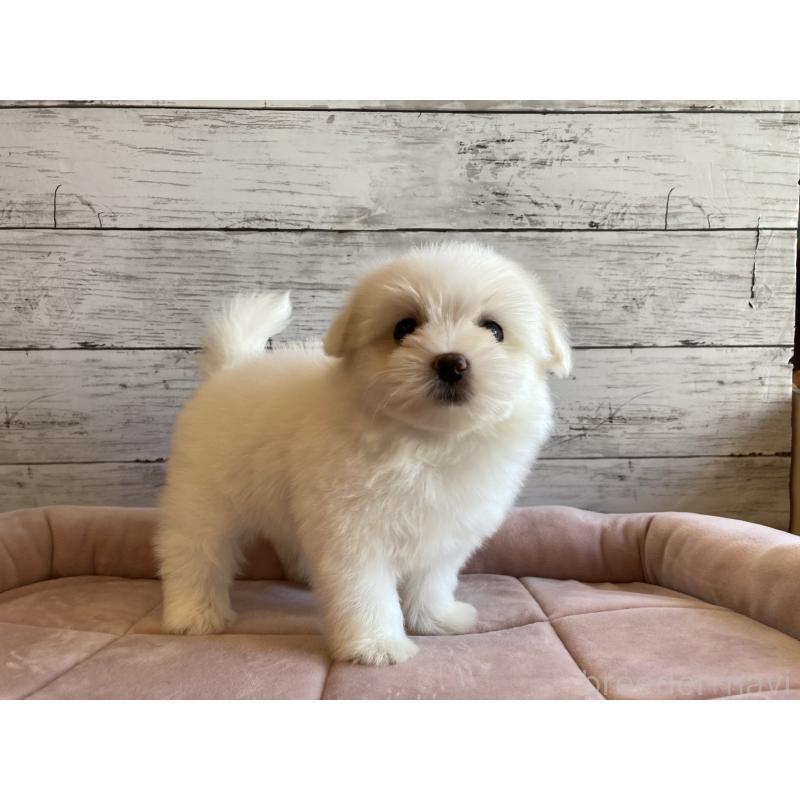 販売中の北海道のミックス犬-402092の5枚目
