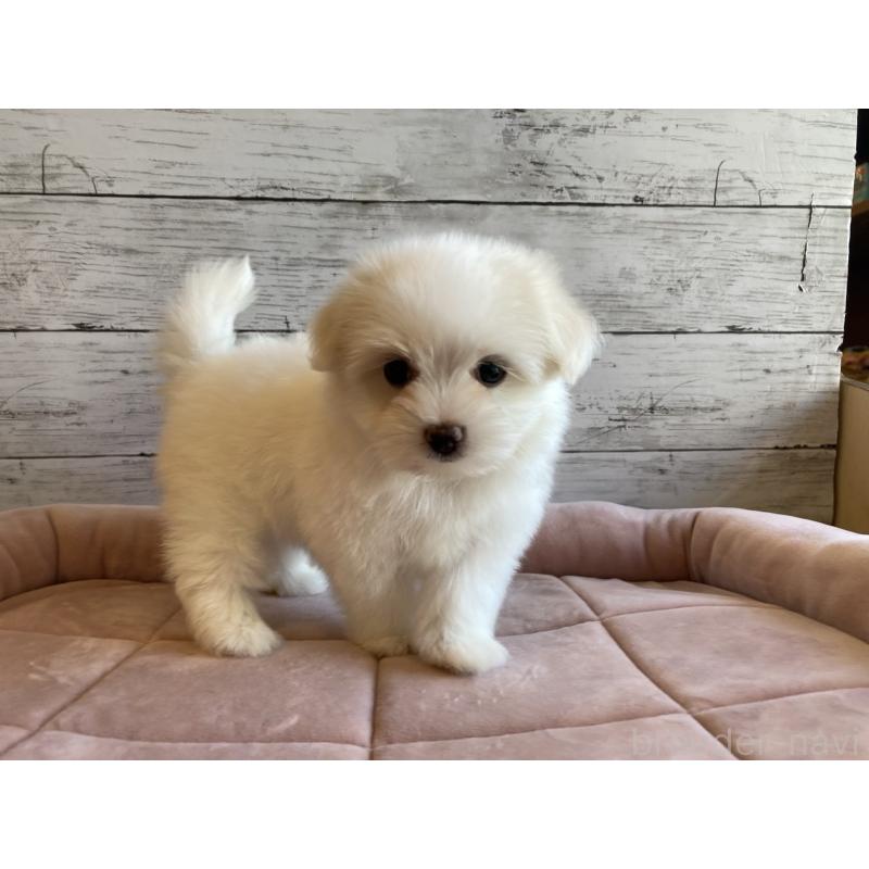 販売中の北海道のミックス犬-402092の4枚目