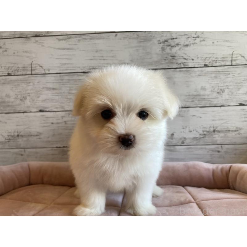 販売中の北海道のミックス犬-402092の3枚目