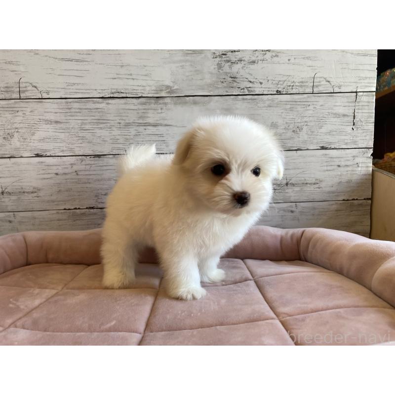 販売中の北海道のミックス犬-402092の2枚目