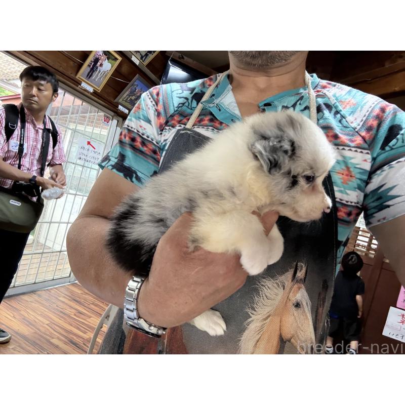 販売中の長野県のボーダーコリー-406962の5枚目