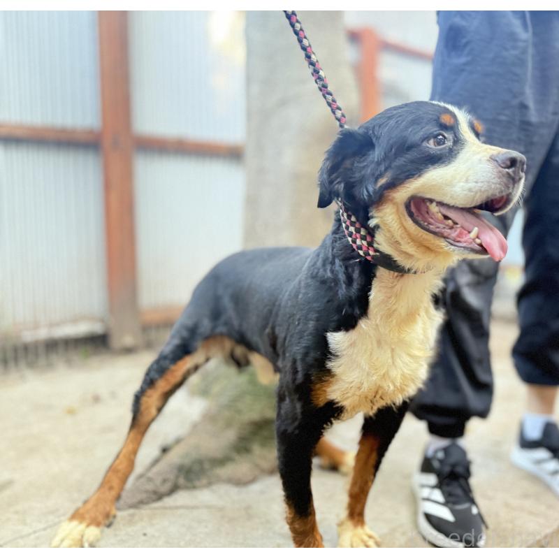 販売中の愛知県のバーニーズマウンテンドッグ-406964の3枚目