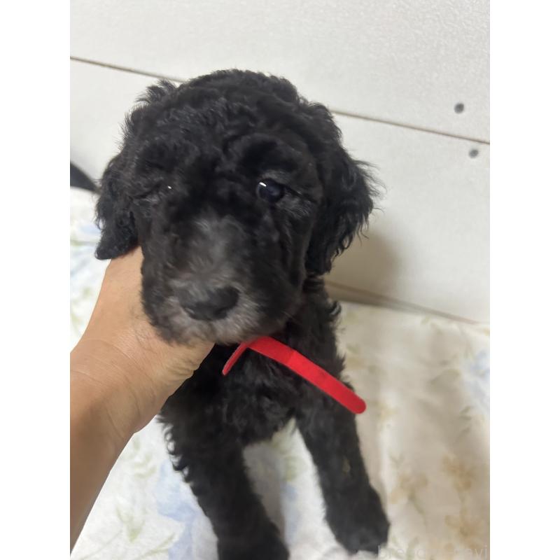 成約済の愛知県のスタンダードプードル-405187の3枚目