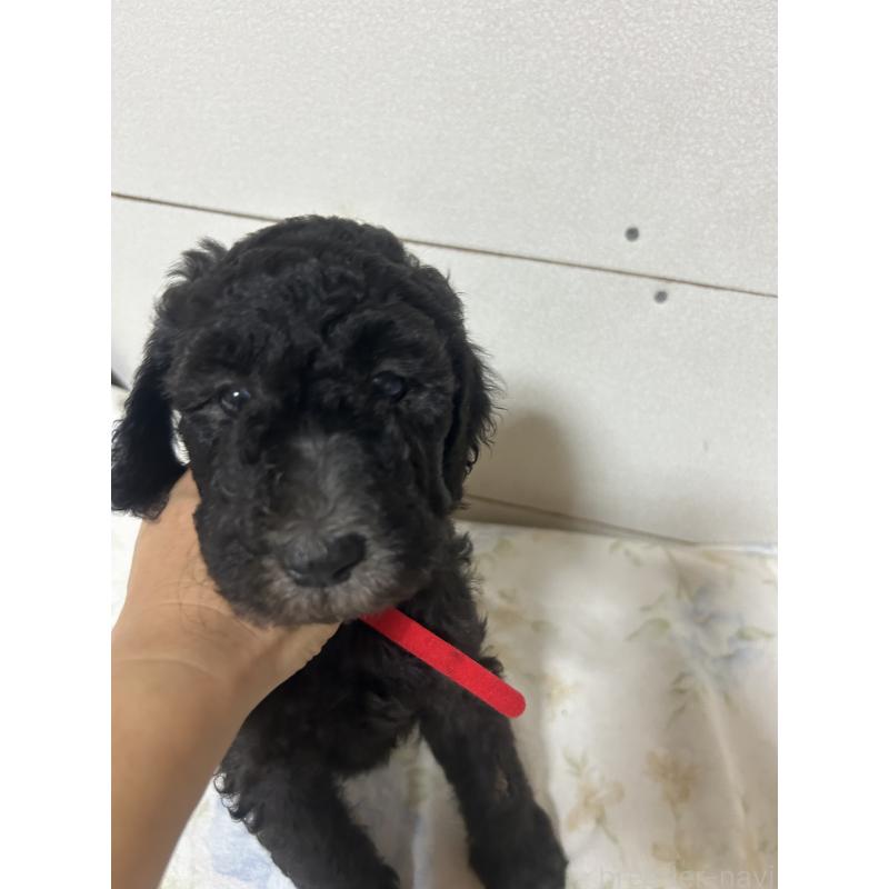 成約済の愛知県のスタンダードプードル-405187の2枚目