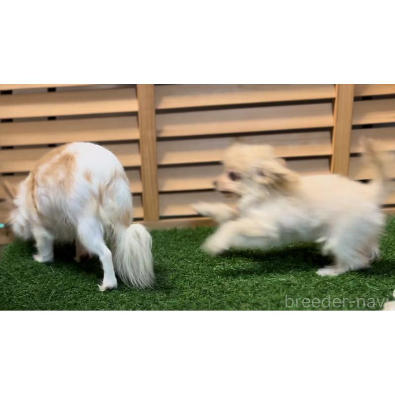 販売中の埼玉県のミックス犬-391948の5枚目