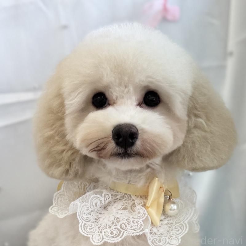 販売中の愛知県のマルプー:マルチーズ×トイプードル-386868の1枚目
