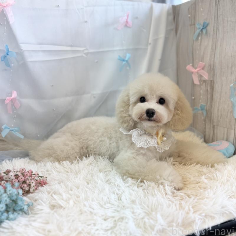 販売中の愛知県のマルプー:マルチーズ×トイプードル-386868の4枚目