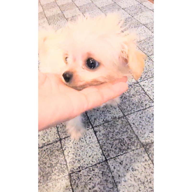 販売中の茨城県のミックス犬-406990の5枚目
