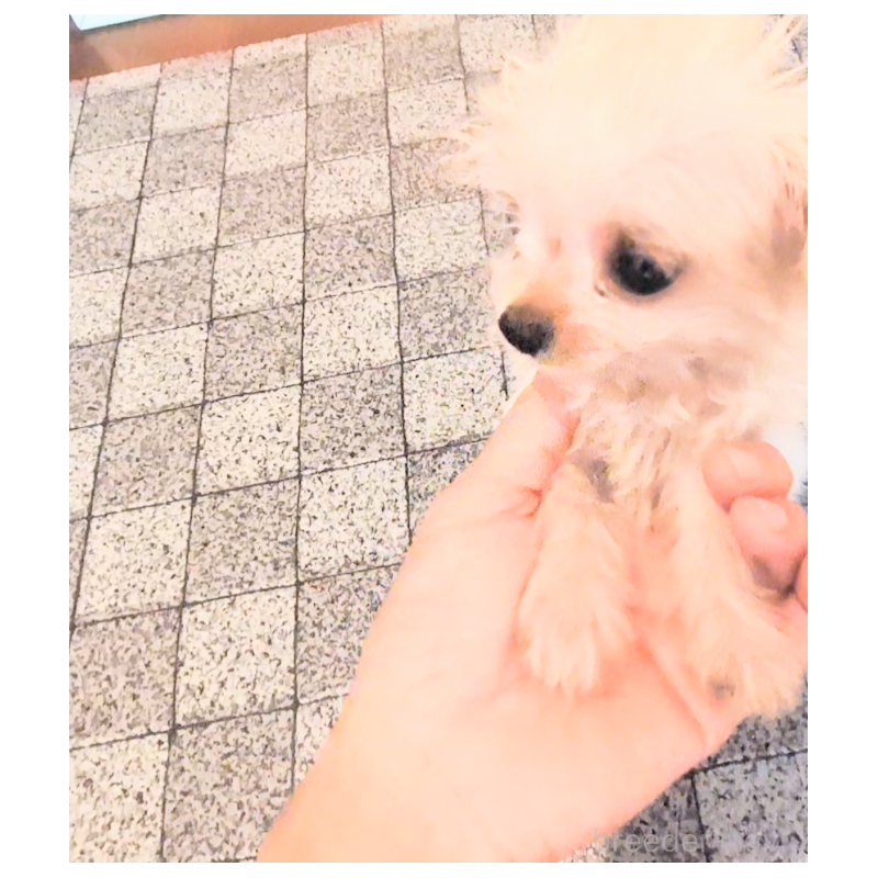 販売中の茨城県のミックス犬-406990の4枚目