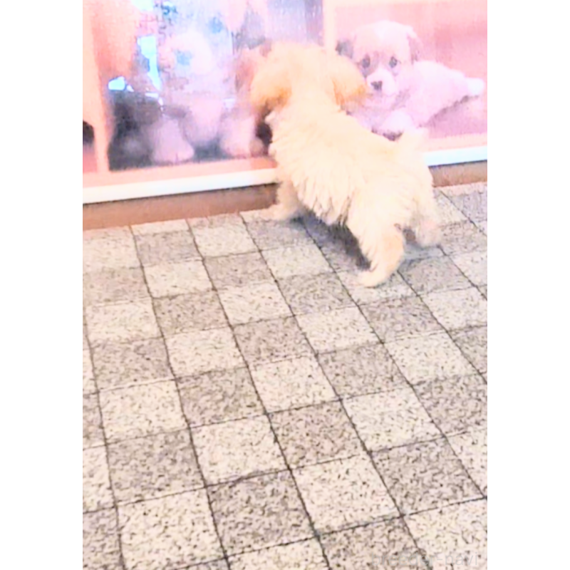 販売中の茨城県のミックス犬-406990の3枚目
