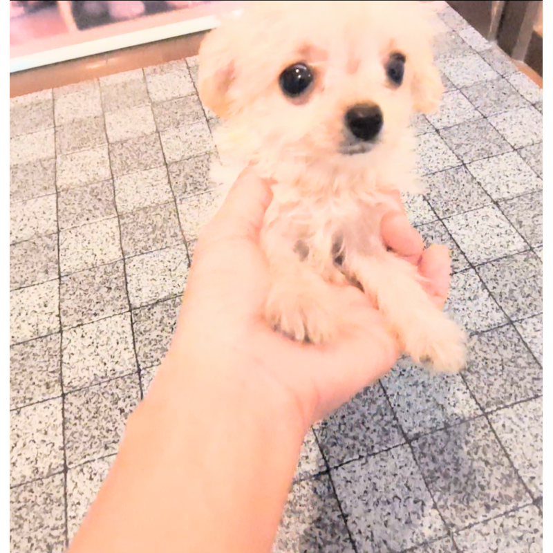 販売中の茨城県のミックス犬-406990の2枚目