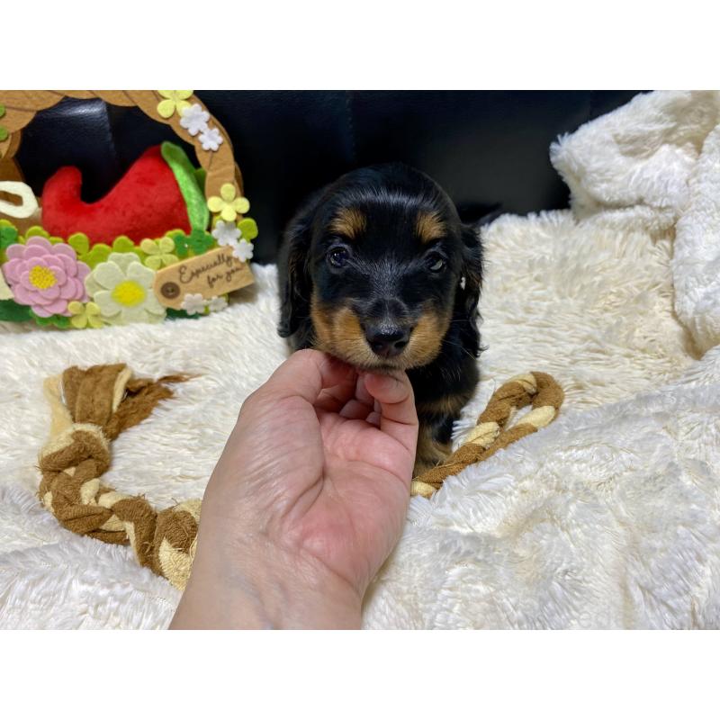 成約済の岐阜県のミニチュアダックスフンド(ロングヘアード)-404494の18枚目