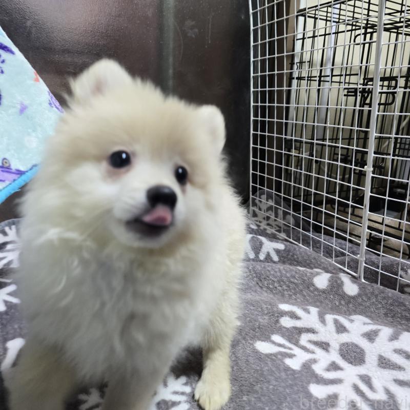 成約済の岡山県のポメラニアン-393768の2枚目