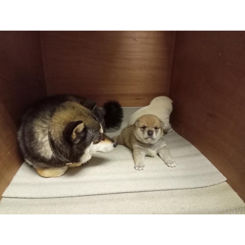 販売中の熊本県の豆柴-406997の2枚目
