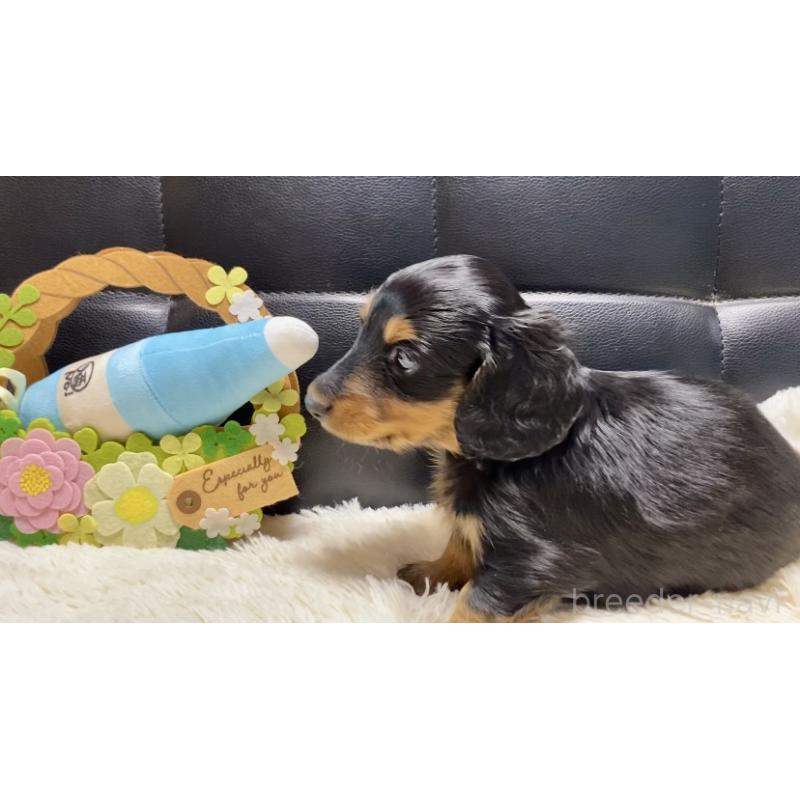 成約済の岐阜県のミニチュアダックスフンド(ロングヘアード)-404492の14枚目