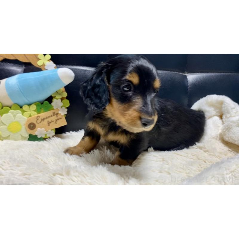 成約済の岐阜県のミニチュアダックスフンド(ロングヘアード)-404492の13枚目