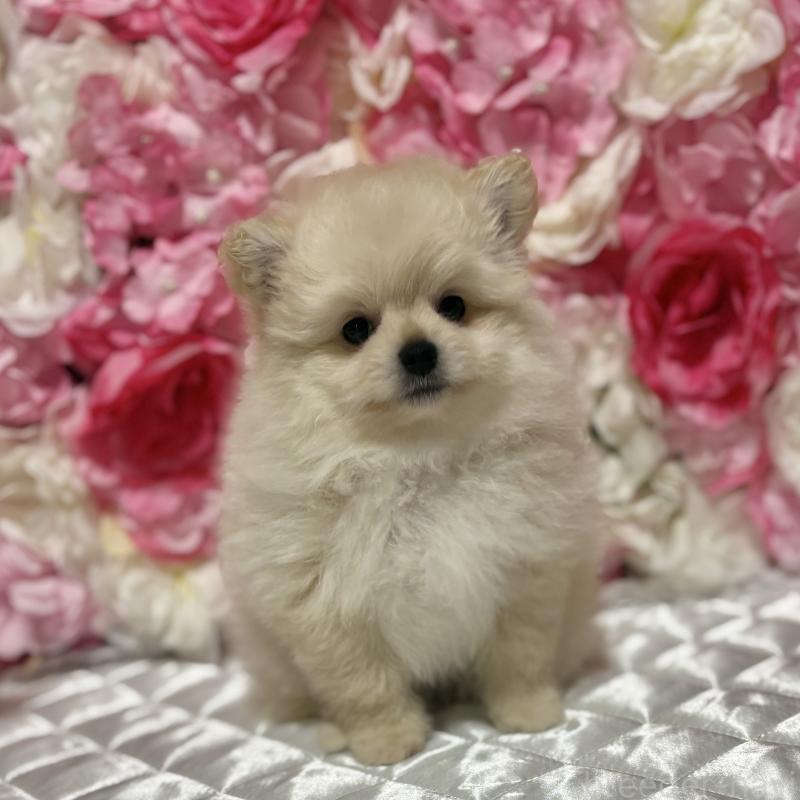 販売中の茨城県のミックス犬-399587