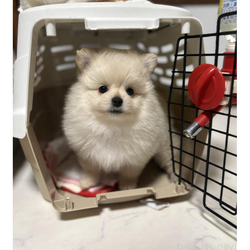 販売中の茨城県のミックス犬-399587の8枚目