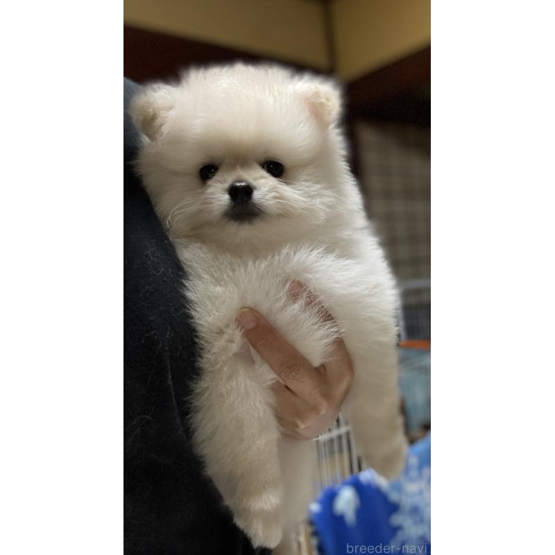 販売中の茨城県のミックス犬-402999の9枚目