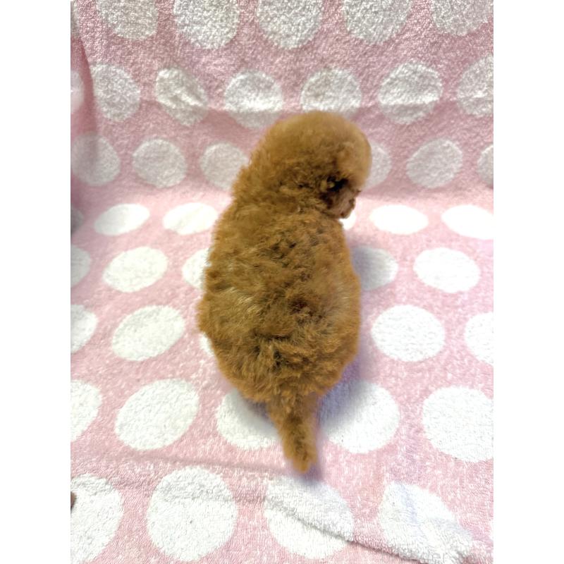 販売中の山形県のタイニープードル-406822の3枚目