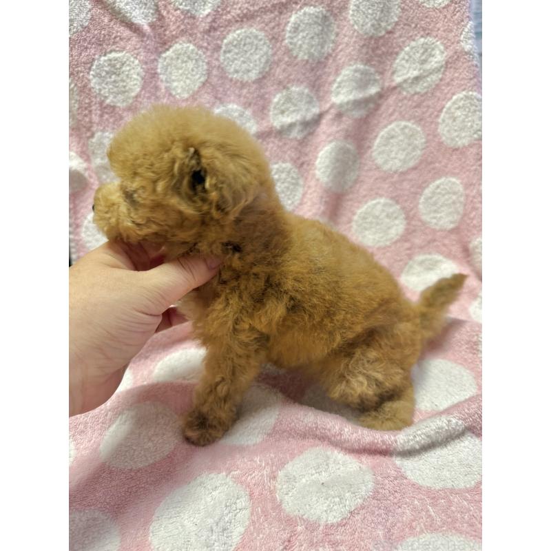販売中の山形県のタイニープードル-406823の4枚目