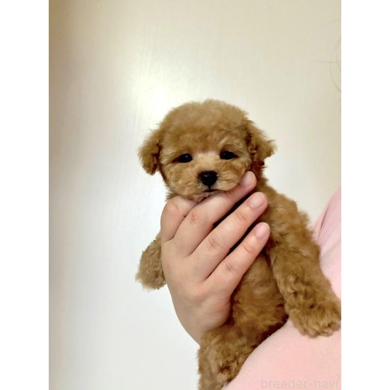 販売中の山形県のタイニープードル-406823の2枚目