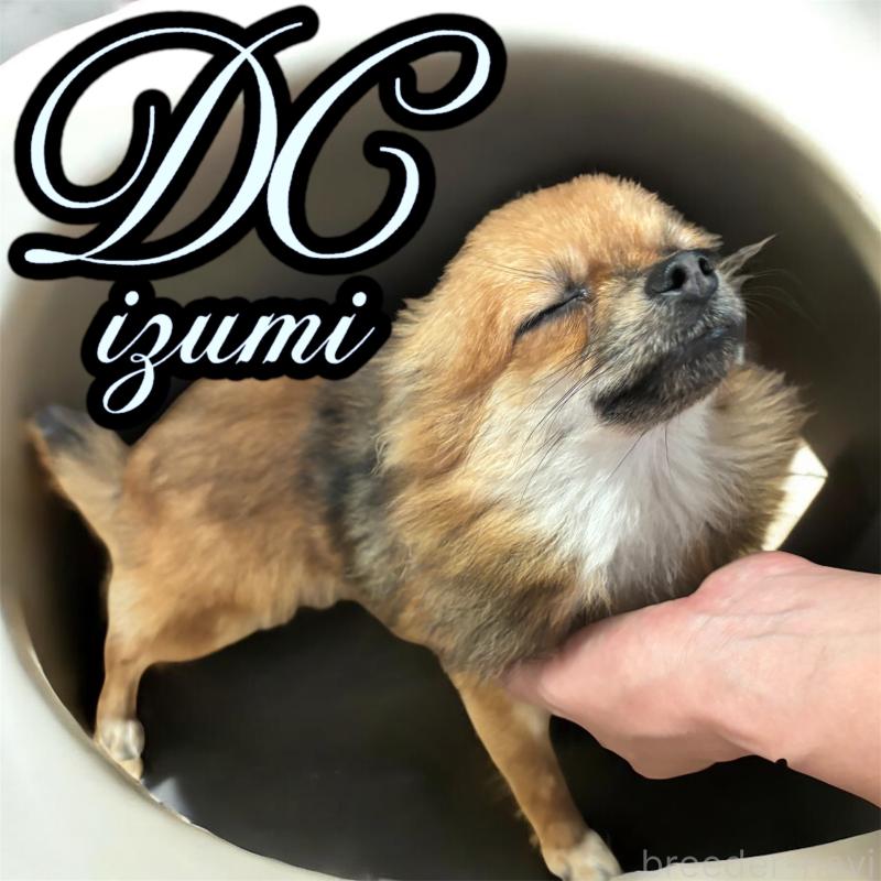 販売中の栃木県のポメチワ:ポメラニアン×チワワ-378624の2枚目