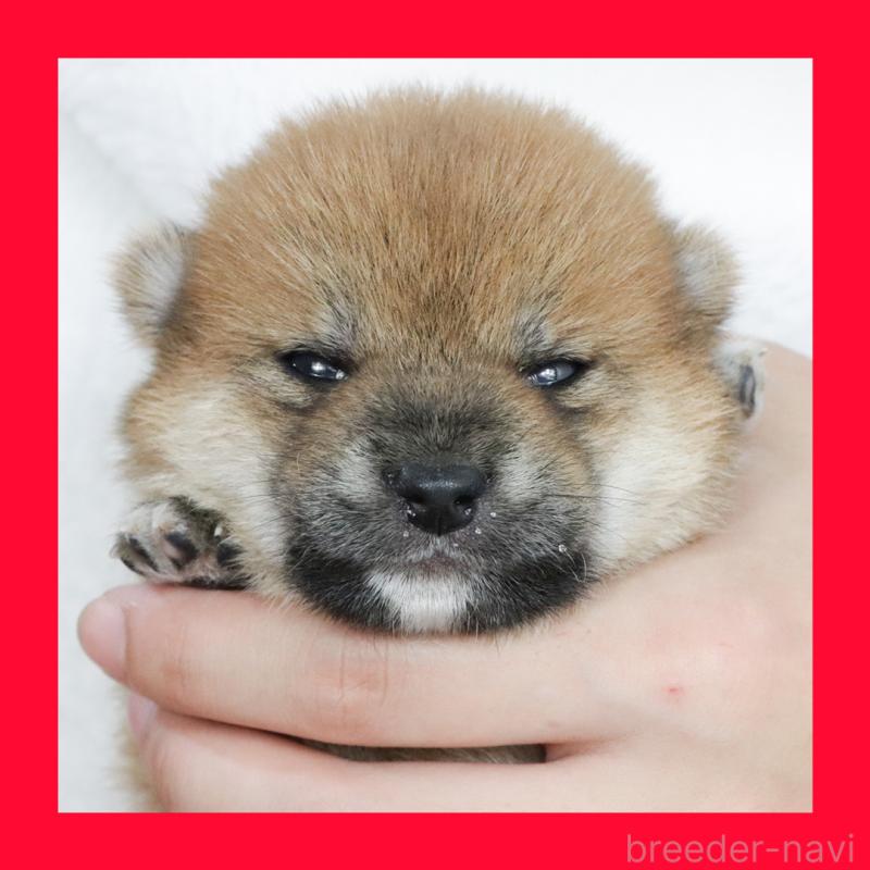販売中の愛知県の柴犬-407005