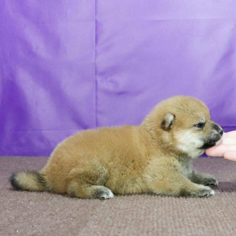 販売中の愛知県の柴犬-407005の3枚目