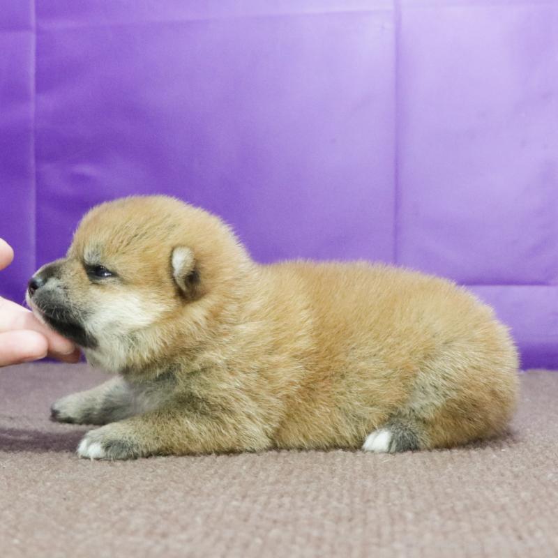 販売中の愛知県の柴犬-407005の2枚目