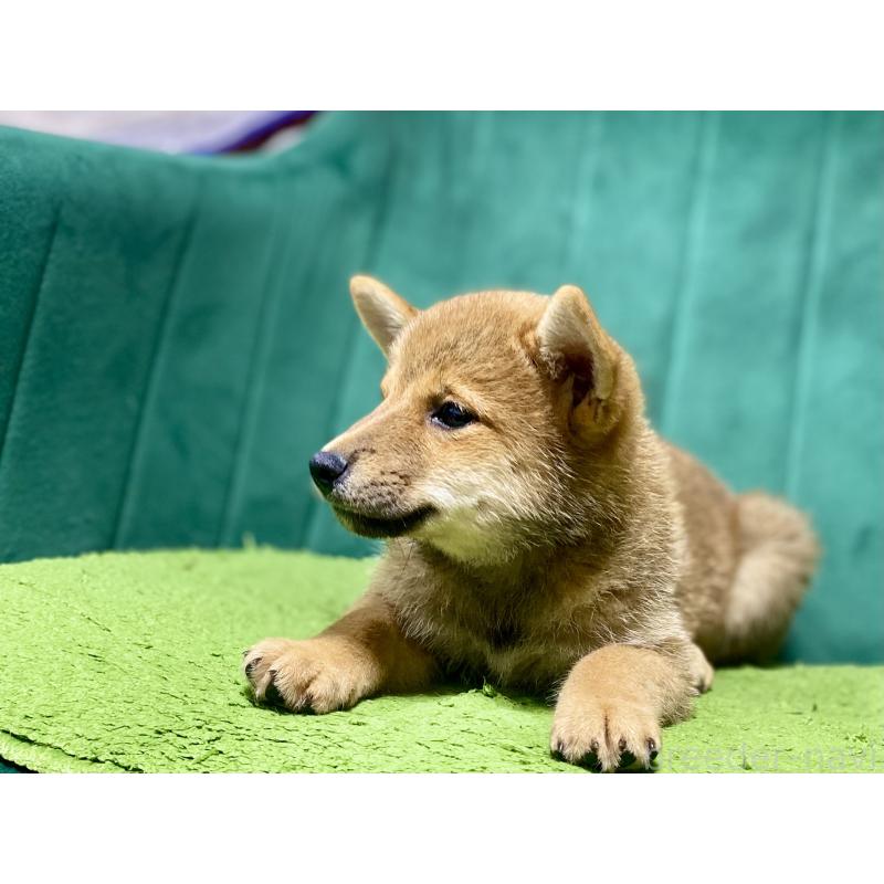 販売中の茨城県の豆柴-407036の2枚目