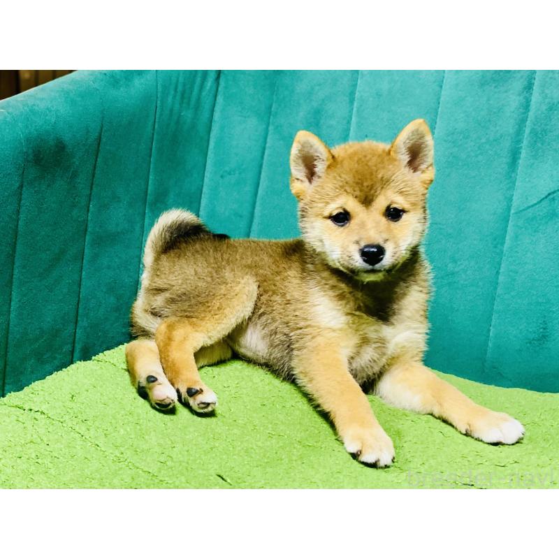 販売中の茨城県の豆柴-407038の2枚目