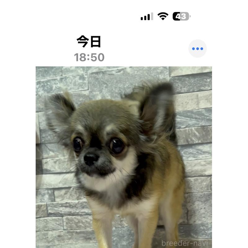 販売中の兵庫県のチワワ(ロングコート)-406772