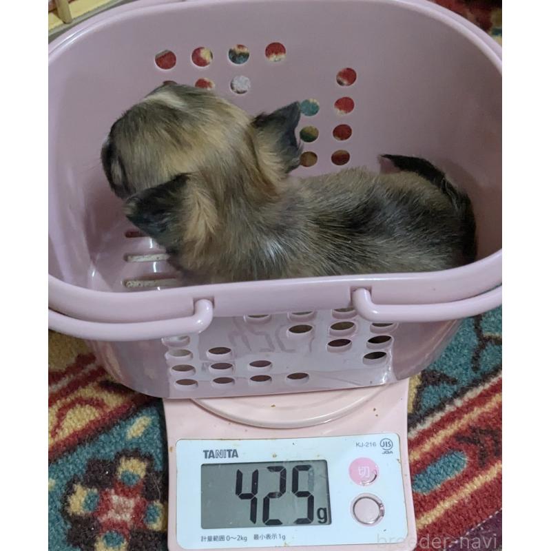 販売中の福井県のチワワ(ロングコート)-406625の2枚目