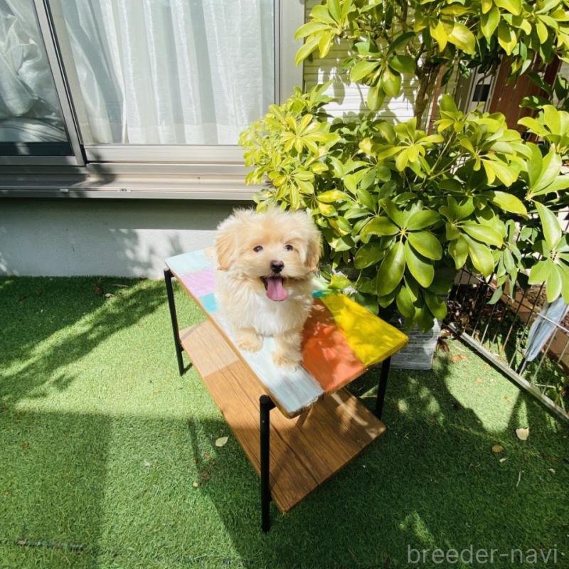 販売中の千葉県のミックス犬-371610