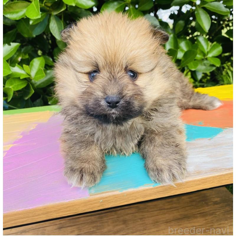 販売中の千葉県のミックス犬-391772の2枚目