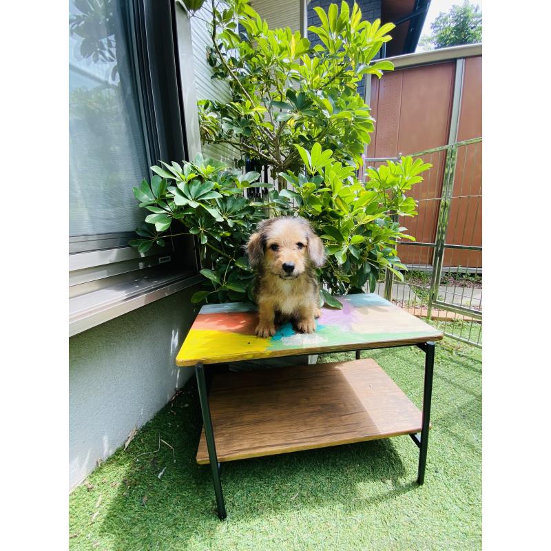 販売中の千葉県のミックス犬-407055の6枚目