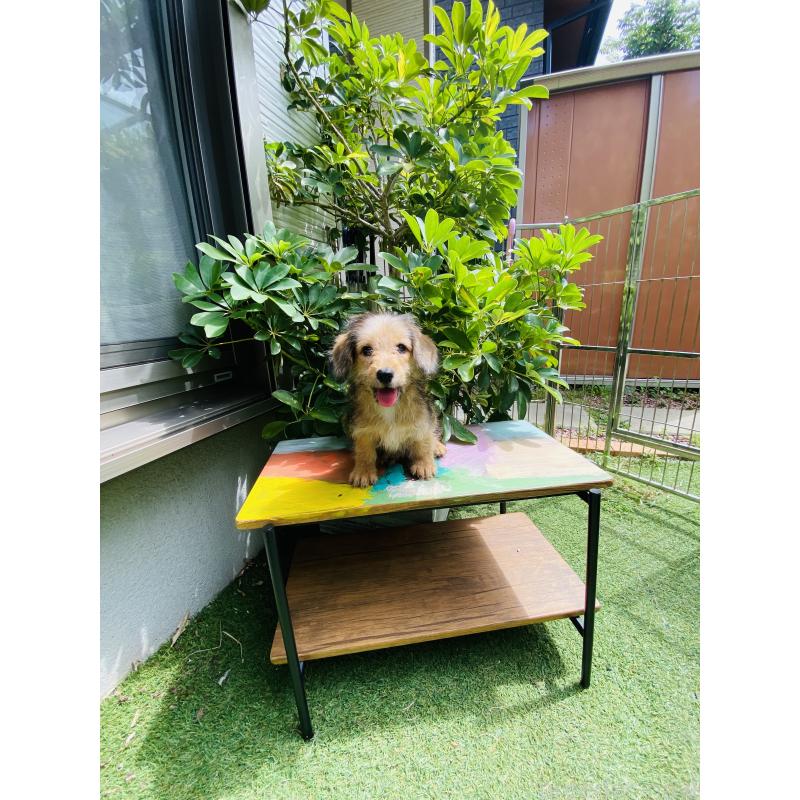 販売中の千葉県のミックス犬-407055の5枚目