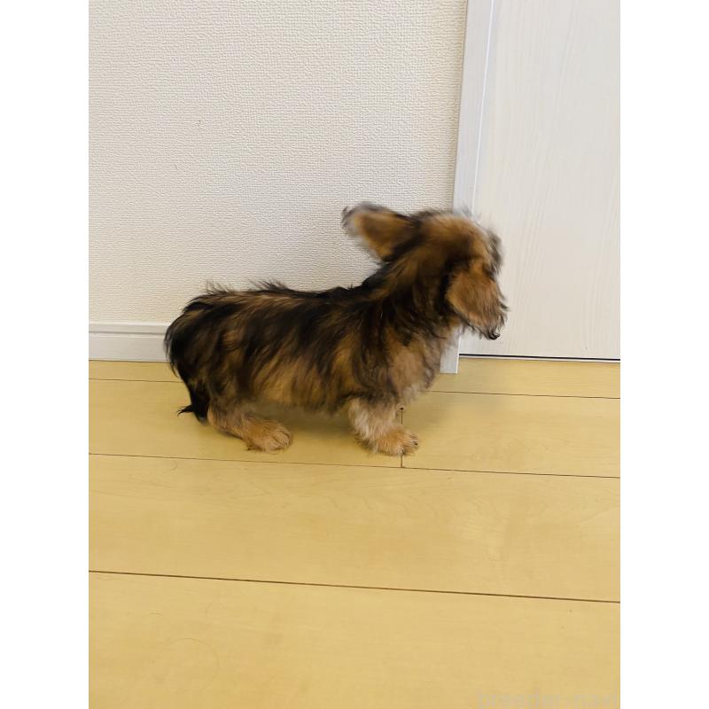 販売中の千葉県のミックス犬-407055の4枚目