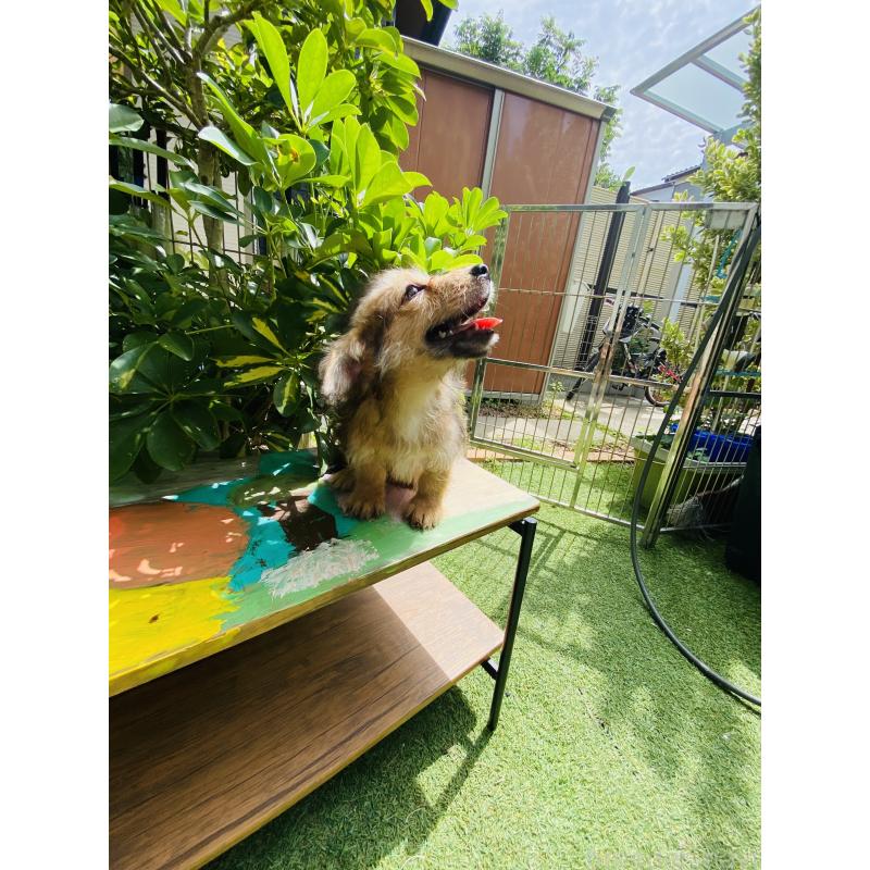 販売中の千葉県のミックス犬-407055の3枚目