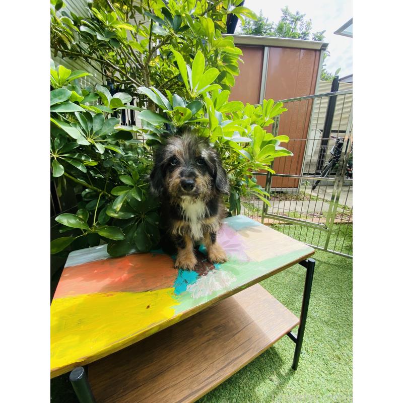 販売中の千葉県のミックス犬-407056