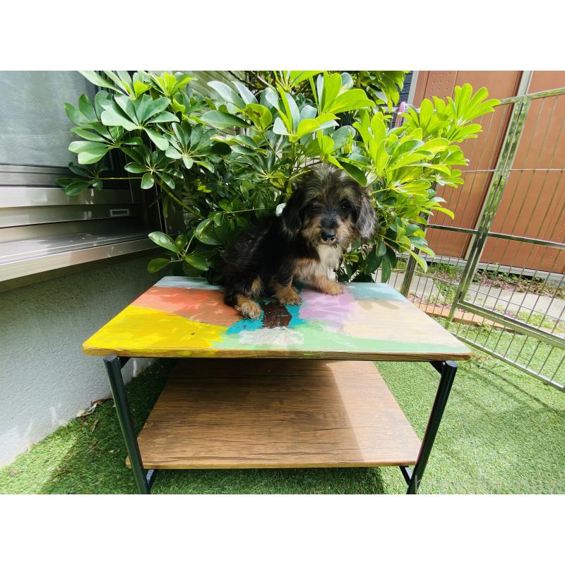 販売中の千葉県のミックス犬-407056の4枚目