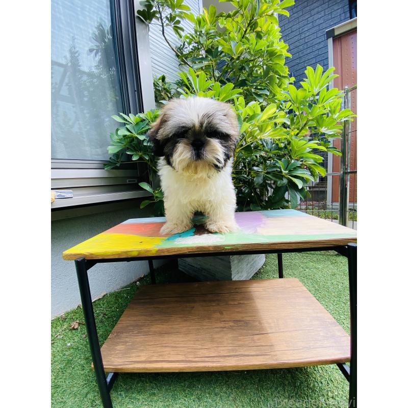 販売中の千葉県のミックス犬-407059
