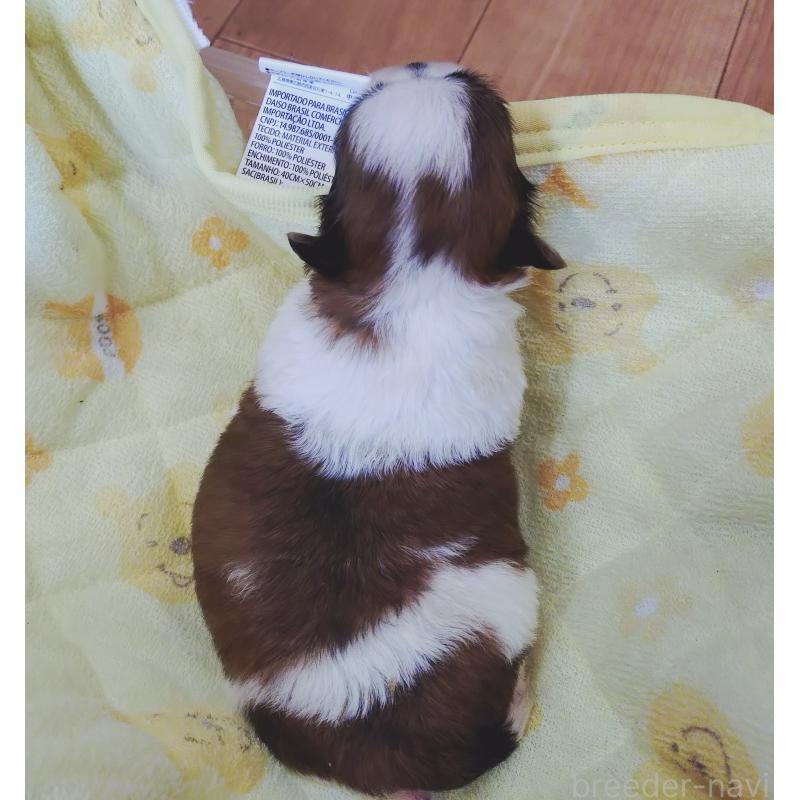 販売中の兵庫県のミックス犬-407080の3枚目