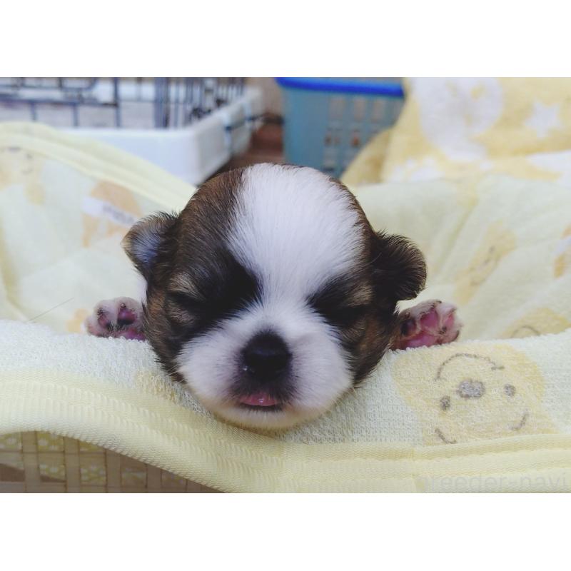 販売中の兵庫県のミックス犬-407080の2枚目