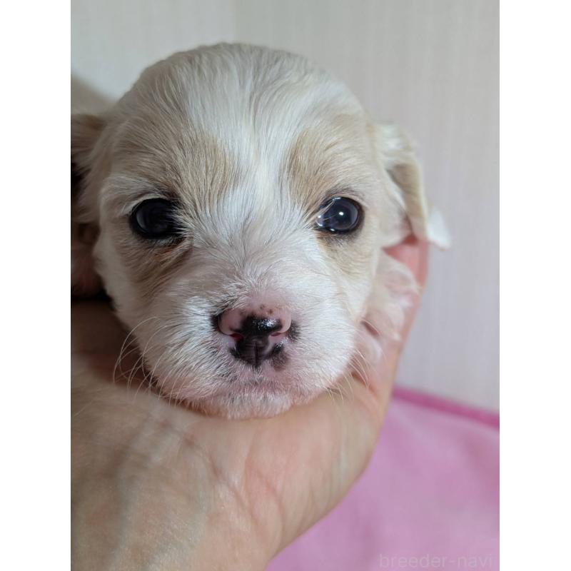 販売中の滋賀県のミックス犬-407089の2枚目